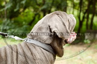 Collare in cuoio C24, 25mm per Mastino Napoletano Collare in cuoio C24, 25mm per Mastino Napoletano