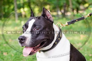 Collare in cuoio con borchie nichelate per Amstaff Collare in cuoio con borchie nichelate per Amstaff