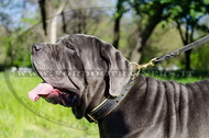 Collare di cuoio con borchie a punta per Mastino Napoletano Collare di cuoio con borchie a punta per Mastino Napoletano