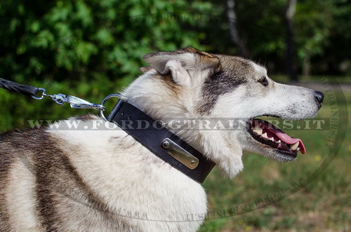 Laika con collare di cuoio