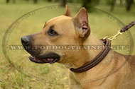Collare con intrecciamento per American Staffordshire Terrier Collare con intrecciamento per American Staffordshire Terrier
