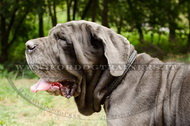 Collare con intrecciamento per Mastino Napoletano Collare con intrecciamento per Mastino Napoletano
