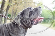 Collare decorativo con borchie a piramide per Mastino Napoletano Collare decorativo con borchie a piramide per Mastino Napoletano