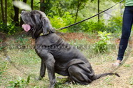 Collare con piastre rettangolari per Mastino Napoletano Collare con piastre rettangolari per Mastino Napoletano