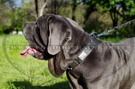 Collare in pelle con piastre e piramidi per Mastino Napolitano Collare in pelle con piastre e piramidi per Mastino Napolitano