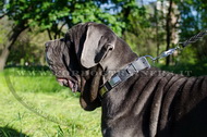 Collare in cuoio con piastre in rilievo per Mastino Napoletano Collare in cuoio con piastre in rilievo per Mastino Napoletano