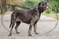 Collare con piastre rettangolari Mastino Napoletano Collare con piastre rettangolari Mastino Napoletano
