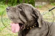 Collare in pelle con borchie rotonde per Mastino Napoletano Collare in pelle con borchie rotonde per Mastino Napoletano