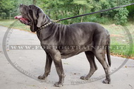 Collare con borchie rotonde per Mastino Napolitano Collare con borchie rotonde per Mastino Napolitano