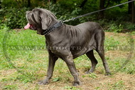 Collare con borchie a punta per Mastino Napoletano Collare con borchie a punta per Mastino Napoletano