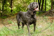 Collare con borchie a punta per Mastino Napoletano Collare con borchie a punta per Mastino Napoletano