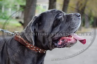 Collare esclusivo con borchie decorative per Mastino Napoletano Collare esclusivo con borchie decorative per Mastino Napoletano