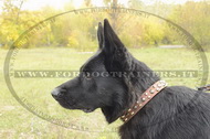 Collare esclusivo con borchie decorative per Pastore tedesco Collare esclusivo con borchie decorative per Pastore tedesco