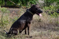 Collare in cuoio con piastre per American Pit Bull Terrier