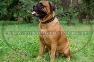 Collare con borchie a punta per Bullmastiff Collare con borchie a punta per Bullmastiff
