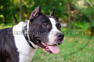 Collare decorativo con pietre azzurre per Amstaff Collare decorativo con pietre azzurre per Amstaff