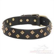 Collare con borchie in ottone per cane Collare con borchie in ottone per cane