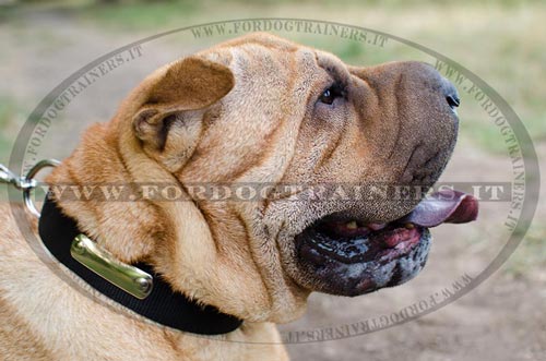 Shar Pei con collare di identificazione