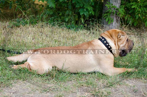 Shar Pei con collare decorativo