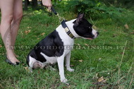 Collare in pelle con punte nichelate per Amstaff Collare in pelle con punte nichelate per Amstaff