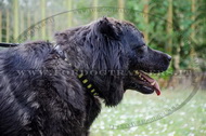 Collare in cuoio con piastre per Cane da pastore del Caucaso Collare in cuoio con piastre per Cane da pastore del Caucaso