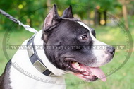 Collare in cuoio con piastre decorative per Amstaff Collare in cuoio con piastre decorative per Amstaff