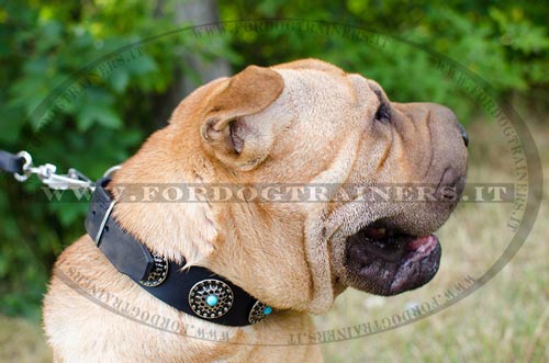 Shar Pei con collare decorativo