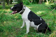 Collare in pelle con piastre e piramidi per Amstaff Collare in pelle con piastre e piramidi per Amstaff