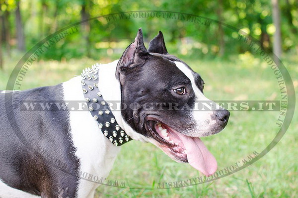 American Staffordshire Terrier con collare decorativo