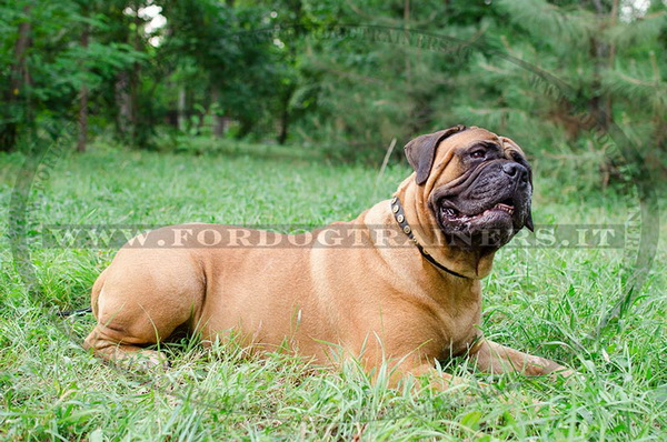 Bullmastiff con collare decorativo