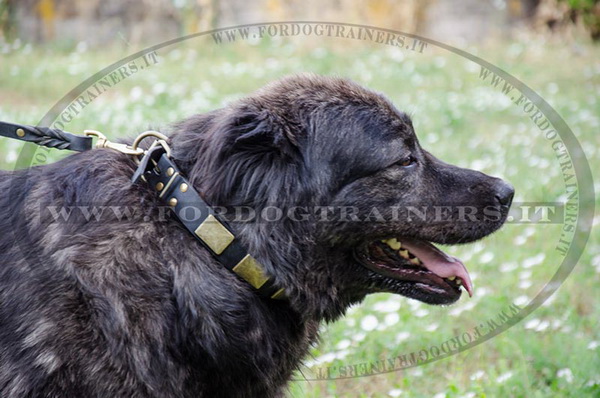 Cane da pastore del Caucaso con collare di stile