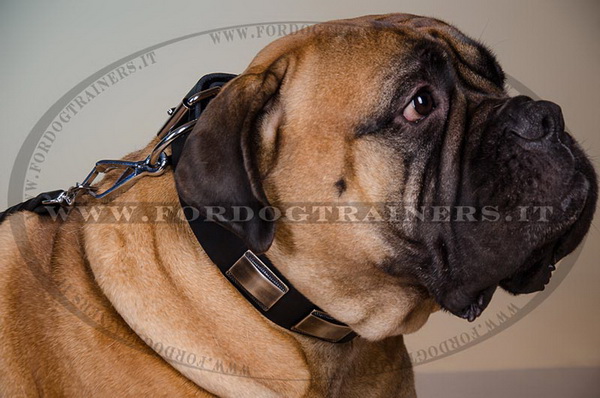 Bullmastiff con collare decorativo