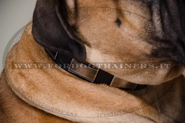 Bullmastiff con collare esclusivo