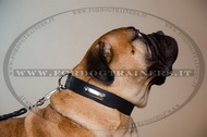 Collare con piastra d'identificazione per Bullmastiff Collare con piastra d'identificazione per Bullmastiff
