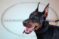 Collare 2,5 cm, con fodera di feltro per Dobermann Collare 2,5 cm, con fodera di feltro per Dobermann