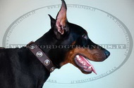 Collare in cuoio con decorazione per Dobermann Collare in cuoio con decorazione per Dobermann