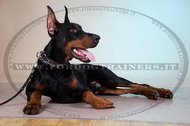 Collare in cuoio dipinto a mano "Filo spinato" per Dobermann Collare in cuoio dipinto a mano "Filo spinato" per Dobermann