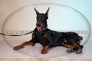 Collare in cuoio con piastre e piramidi per Dobermann Collare in cuoio con piastre e piramidi per Dobermann