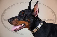 Collare in cuoio con punte e piastre per Dobermann Collare in cuoio con punte e piastre per Dobermann