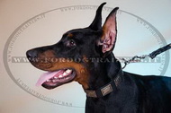 Collare in cuoio con piastre decorative per Dobermann Collare in cuoio con piastre decorative per Dobermann