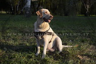 Pettorina universale in pelle da traino per Labrador