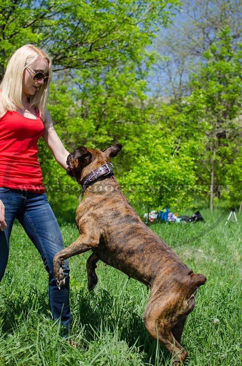 Boxer con collare filo spinato di cuoio