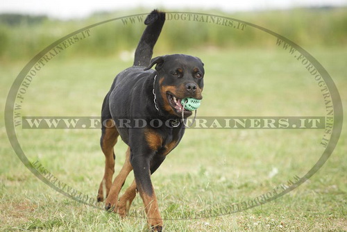 Rottweiler con palla dentale