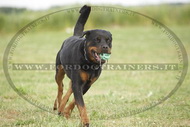Giocattolo dentale 7 cm per Rottweiler Giocattolo dentale 7 cm per Rottweiler