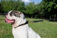 Guinzaglio-prolunga in cuoio per Bulldog americano Guinzaglio-prolunga in cuoio per Bulldog americano