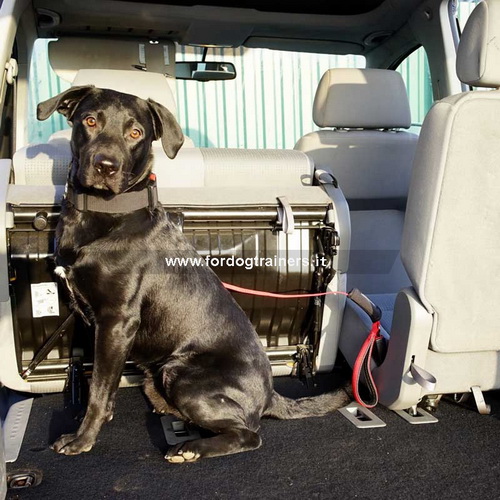 Cane con guinzaglio in nylon allungabile per la macchina