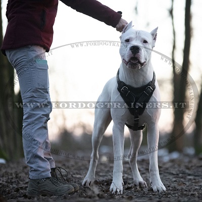 Dogo Argentino con resistente pettorina in pelle