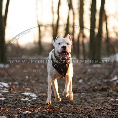 Dogo Argentino con resistente pettorina in pelle