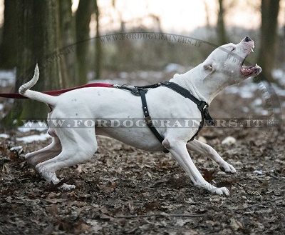 Dogo Argentino con resistente pettorina in pelle