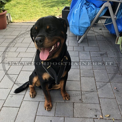 Resistente pettorina in vera pelle per Rottweiler